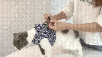 π±Cat Vest Harness & Leash Set