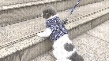 π±Cat Vest Harness & Leash Set