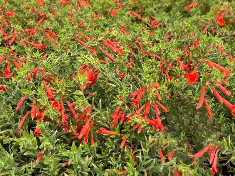 🐦"Hummingbird Carpet"🌸Epilobium garrettii – Rainbow Burst 🌈