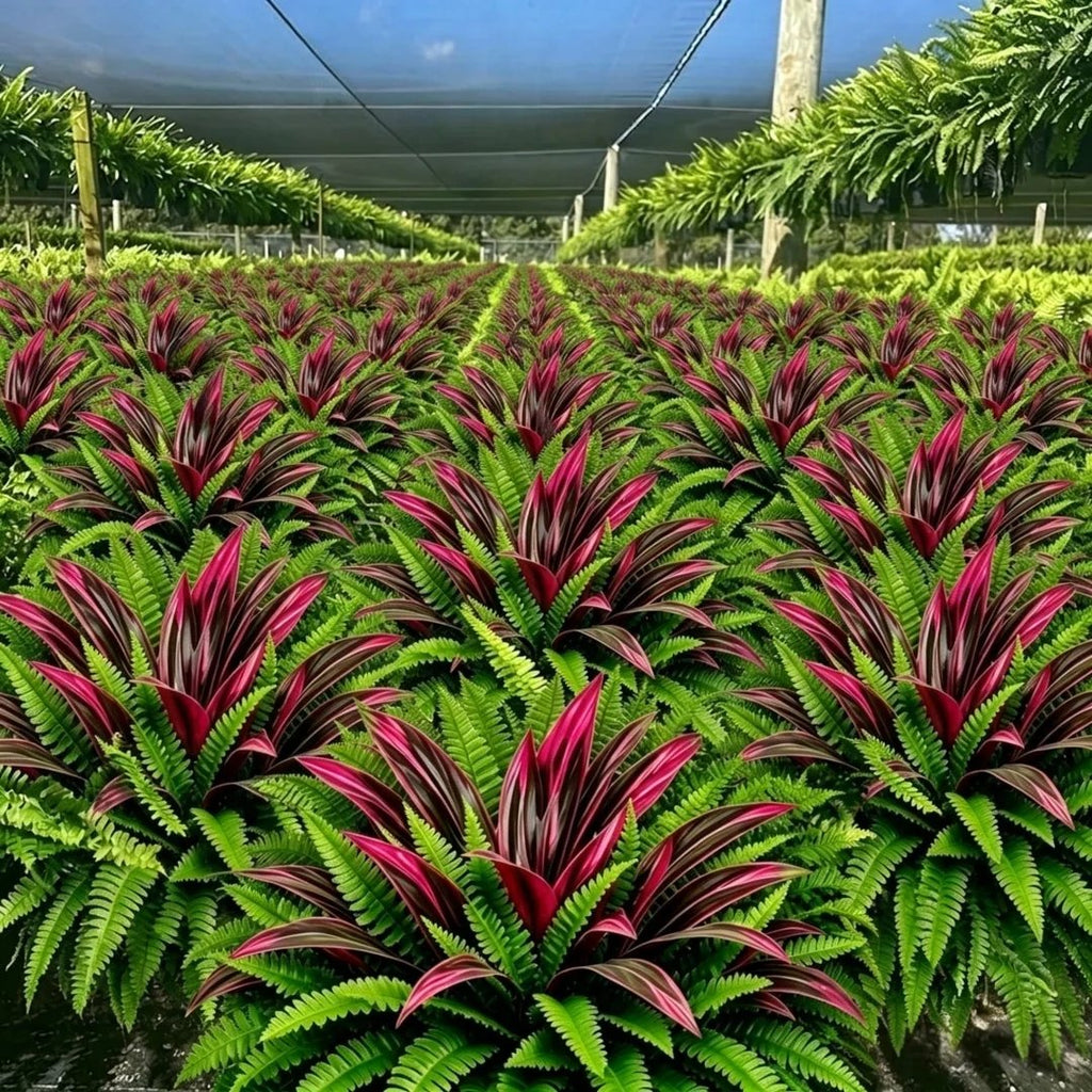 🔥UV-Resistant Artificial Fern & Red Dracaena Decorative Plants – Full, Lush & Fade-Resistant!