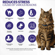 GentlePaws Cat Calming Collar (2-Pack)