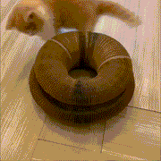 Magic Cat Scratcher — Foldable Donut Toy