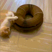 Magic Cat Scratcher — Foldable Donut Toy