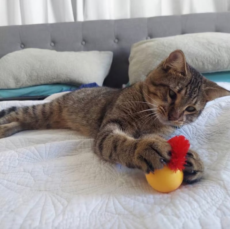 Typared Jiggle Ball for Cat