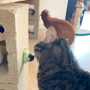 Catnip Wall Ball for Cats