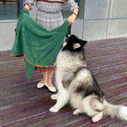Super Absorbent Dog Drying Robe