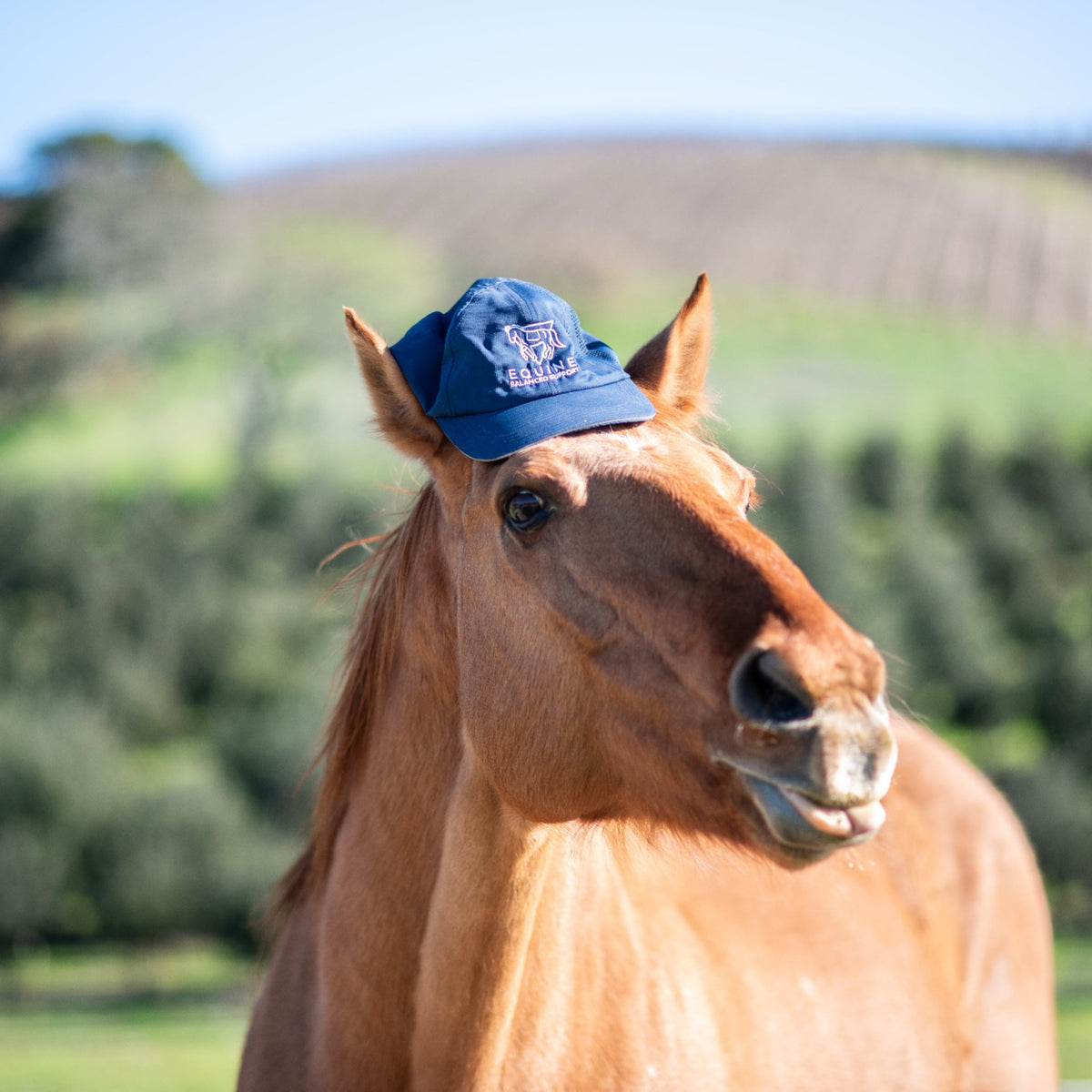 Equine Balanced Support Ballcap