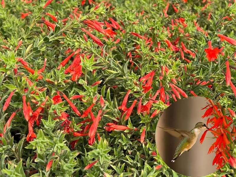 🐦"Hummingbird Carpet"🌸Epilobium garrettii – Rainbow Burst 🌈